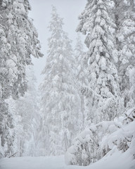 Snow covered forest winter