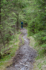 Trail in the forest and the tourist is ahead