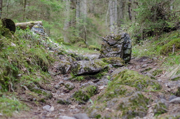 A tourist route in the forest with unusual stone on the route