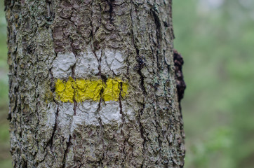 Trial sign on the tree in the forest