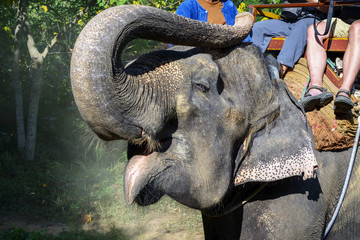Fototapeta premium Elephant. Tourists ride on elephant, located in Chiang mai, Thailand.