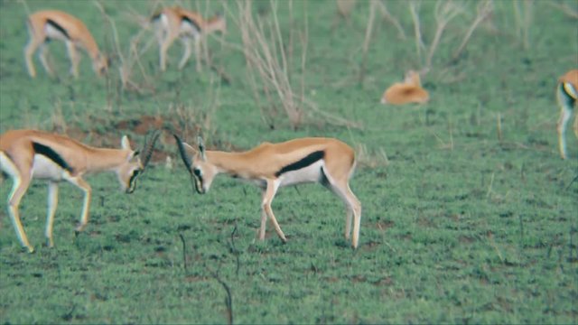 Springbok Kids playing