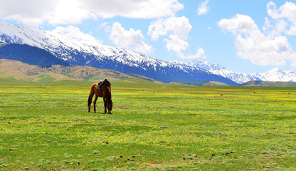 Obraz premium 중국 운남성의 목장 풍경