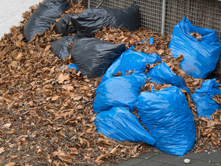 Black and blue garbage bags in under brown leafs