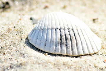 Sea Shells by the Sea Shore