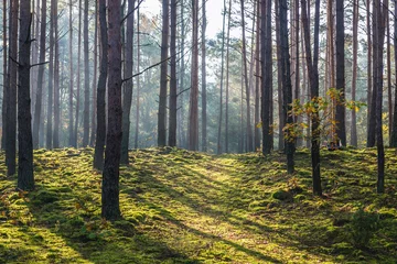 Foto op Canvas Nationaal park van Kampinos-bos in de regio Mazovië in Polen © Fotokon