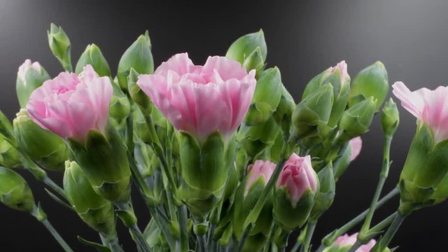 time lapse of a colorful bouquet of pink spray carnations flowers in 4k UHD