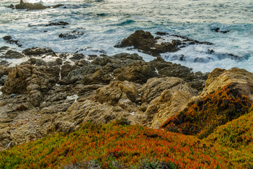 Diverse Beauty Graces the California Coast