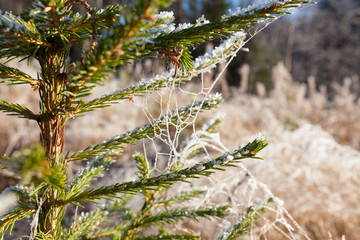 Frozen spruce branch at sunny winter day