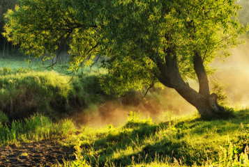 spring morning. a picturesque foggy dawn. Sun rays