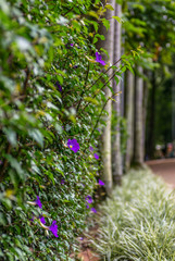 A wall covered in purple flowers and green leafs, with trees in the background and grass on the ground