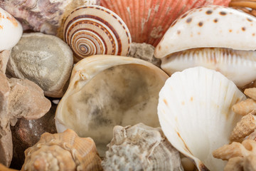 Background from a sea shells 