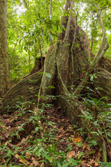 Buttress tree roots in rainforest Borneo Malaysia