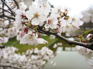 桜