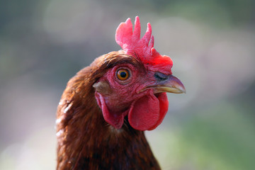A young hen poses for photos in the countryside .