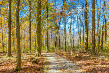 Obraz premium Autumn in the woods