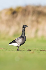 Brent Goose, Branta bernicla 