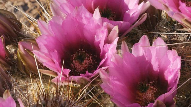 close up of  several strawberry hedgehog cactus flowers in organ pipe cactus national monument near ajo in arizona, usa