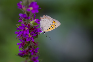 Butterflies in its natural environment , butterfly, green, purple, pink, white, rain, drop
