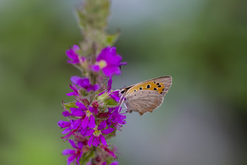 Butterflies in its natural environment , butterfly, green, purple, pink, white, rain, drop