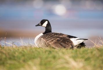 Canada Goose, Branta Canadensis