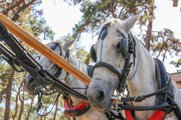 Obraz premium Portrait of a traditional horse in Seville, Spain