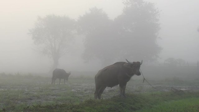 Buffalos and fog in the morning. 
