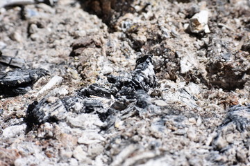 Ashes