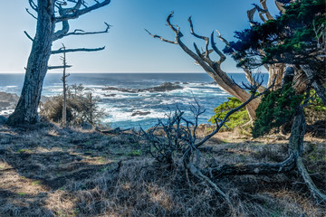 Diverse Beauty Graces the California Coast
