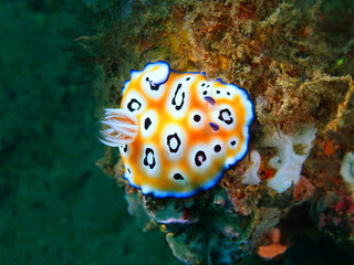 True sea slug
