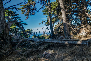 Diverse Beauty Graces the California Coast
