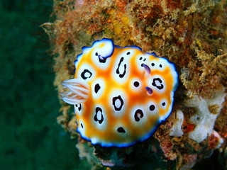 True sea slug