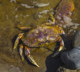 Dungeness Crab