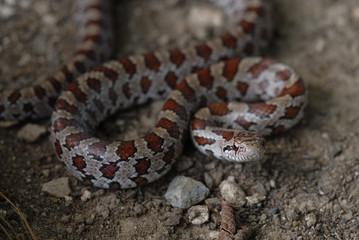 Lampropeltis calligaster