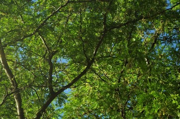 Large Vibrant Tree in Summer