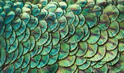 Zelfklevend Fotobehang Pauw Pauwen, kleurrijke details en prachtige pauwenveren.