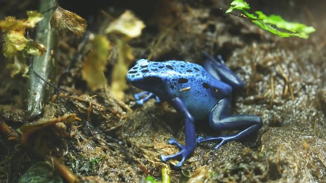 close up of a blue poison frog turning towards the camera