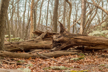 Woods
