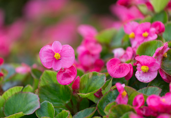 Fototapeta na wymiar Pink flower
