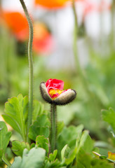 poppy bud beginning to open