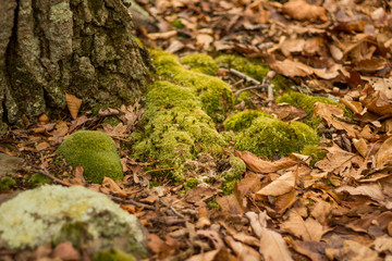 Woods