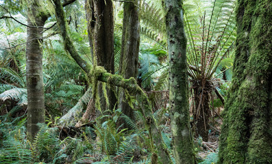 Rainforest trees with moss.