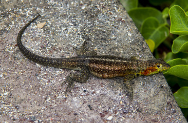 Lavalizard