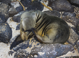 Sea lion baby with an itch