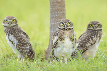 Owl