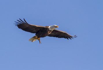 Bald eagle (Haliaeetus leucocephalus) in blue sky with a caught fish, Mississippi River, Iowa