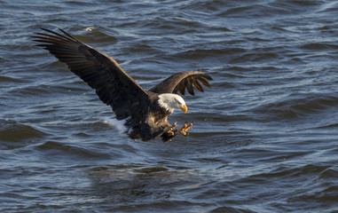 Bald eagle (Haliaeetus leucocephalus) hunting fish at Mississippi River, Iowa, USA