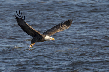 Bald eagle (Haliaeetus leucocephalus) hunting fish at Mississippi River, Iowa, USA