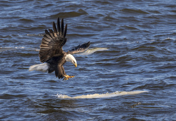 Bald eagle (Haliaeetus leucocephalus) landing on the drifting ice, Mississippi River, Iowa, USA