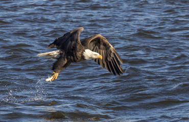 Bald eagle (Haliaeetus leucocephalus) hunting fish at Mississippi River, Iowa, USA